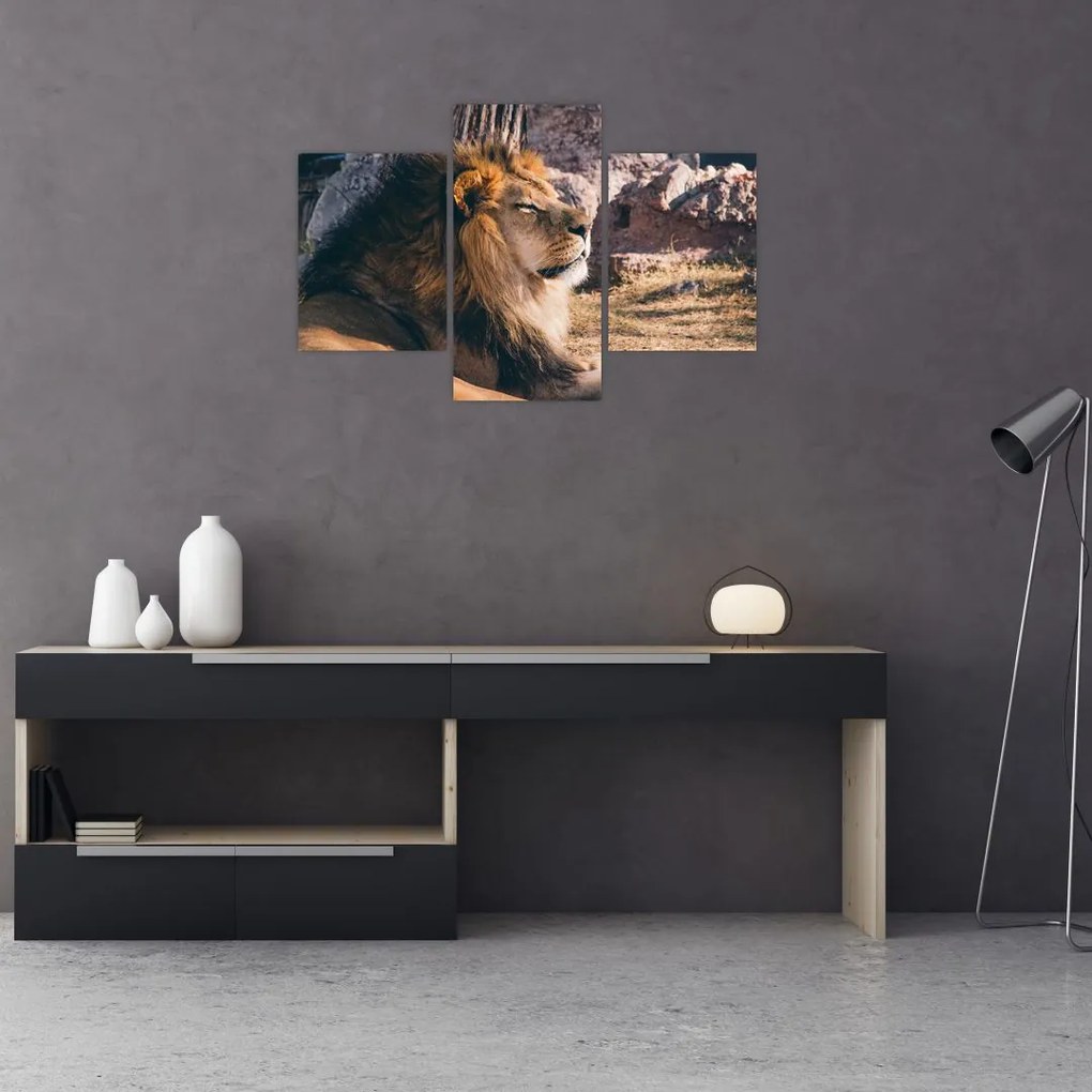 Tablou cu leul dormind (90x60 cm)