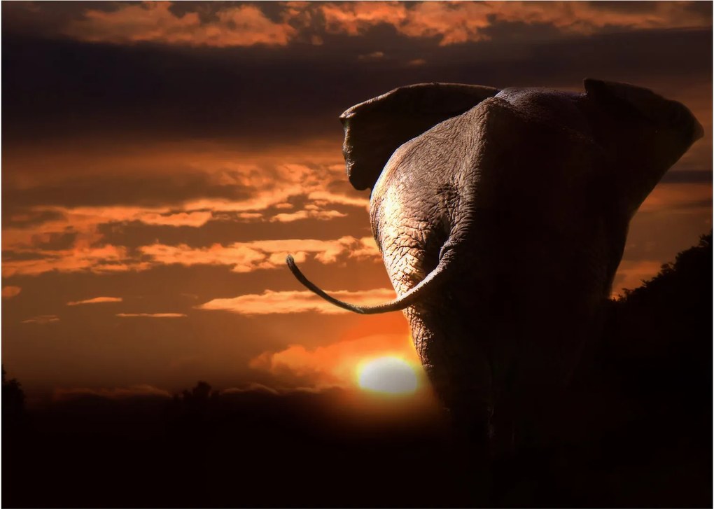 Tablou pe sticlă cu elefant (70x50 cm)