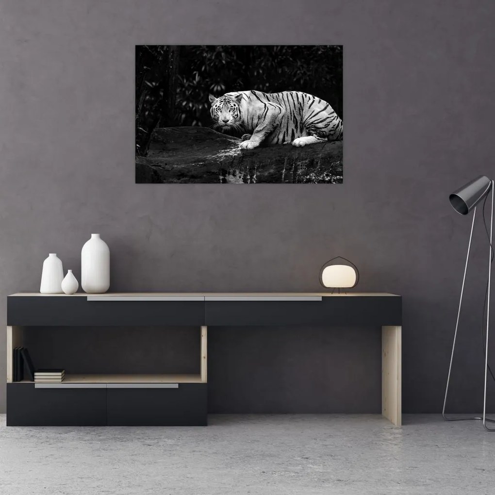 Tablou - Tigru alb, alb-negru (90x60 cm)