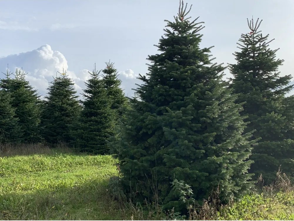 Brad natural de Craciun nordmann TOP QUALITY Special Edition 450-500 cm