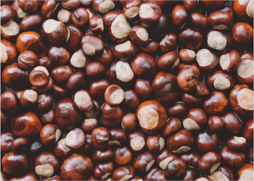 Tablou pe sticlă - Castane coapte (70x50 cm)