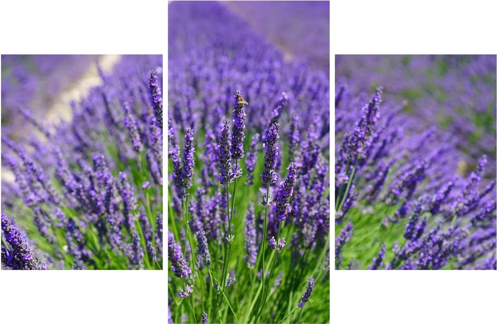 Tablou - lavanda (90x60 cm)