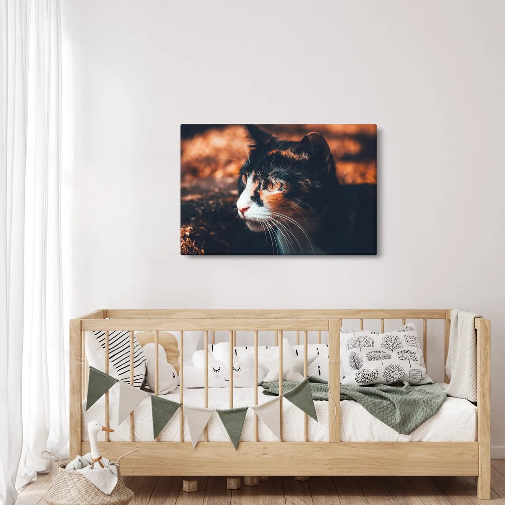 Tablou - Privirea pisicii (90x60 cm)
