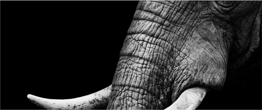 Tablou - Colți de elefant (120x50 cm)