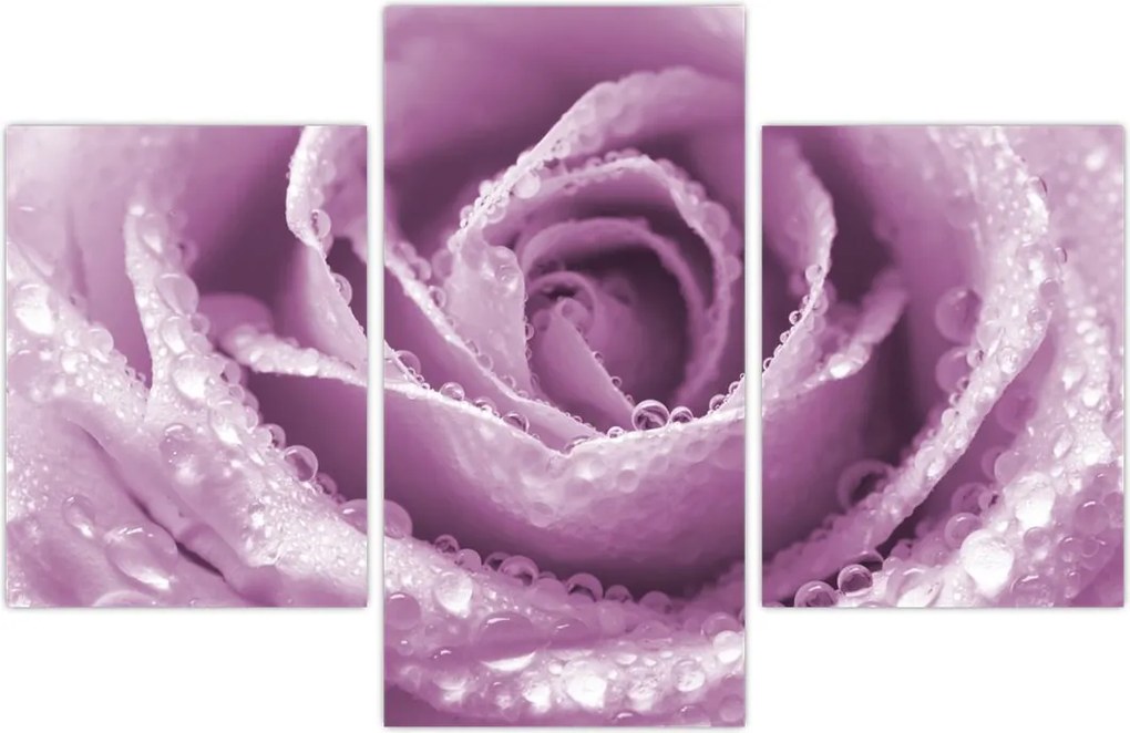 Tablou detaliu de floare de trandafir (90x60 cm)