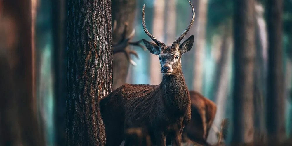 Tablou cerb în pădure