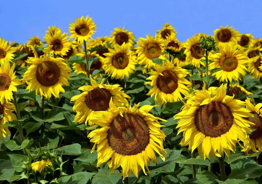 Fototapet - Floarea soarelui (254x184 cm)