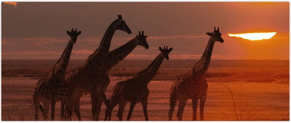 Tablou - Girafe în savana africană (120x50 cm)