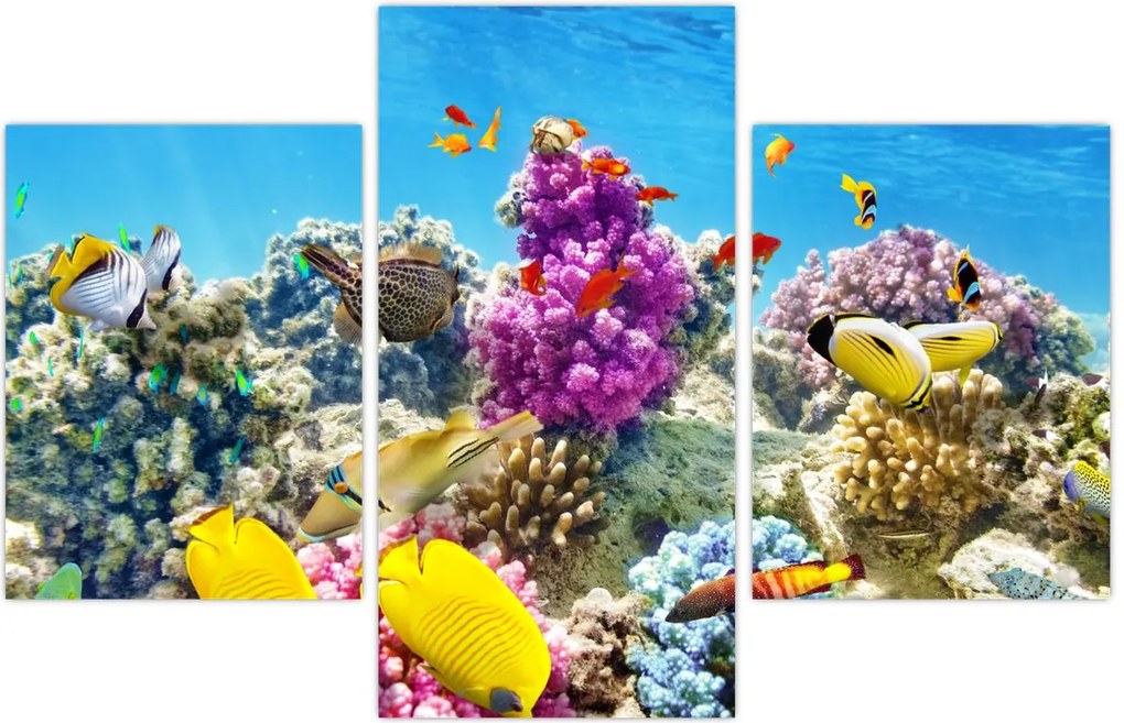 Tablou - Lumea mării (90x60 cm)