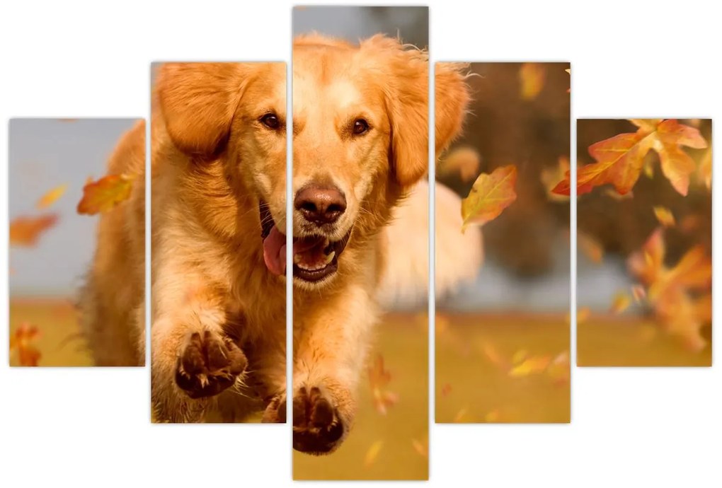Tablou - Golden Retriever (150x105 cm)