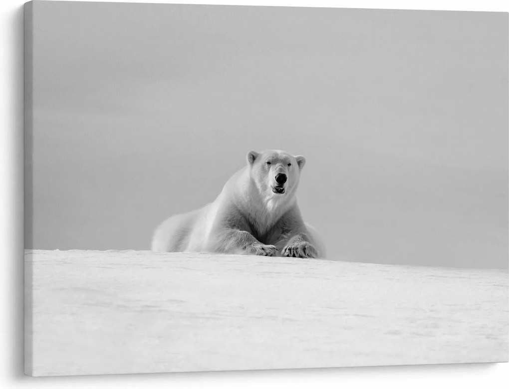 Tablou - Ursul polar (70x50 cm)