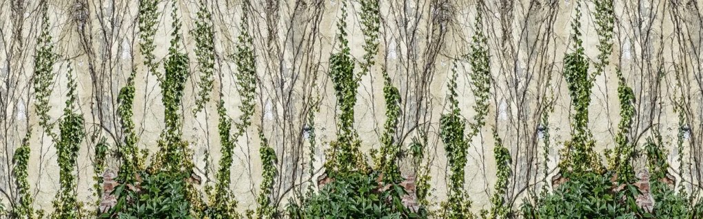 Fototapet, Climbing Ivy, Rebel Walls