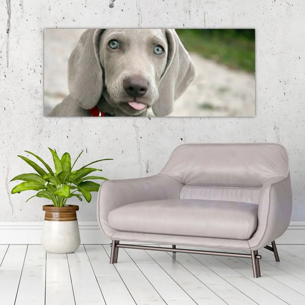 Tablou - cățeluș weimaraner (120x50 cm)