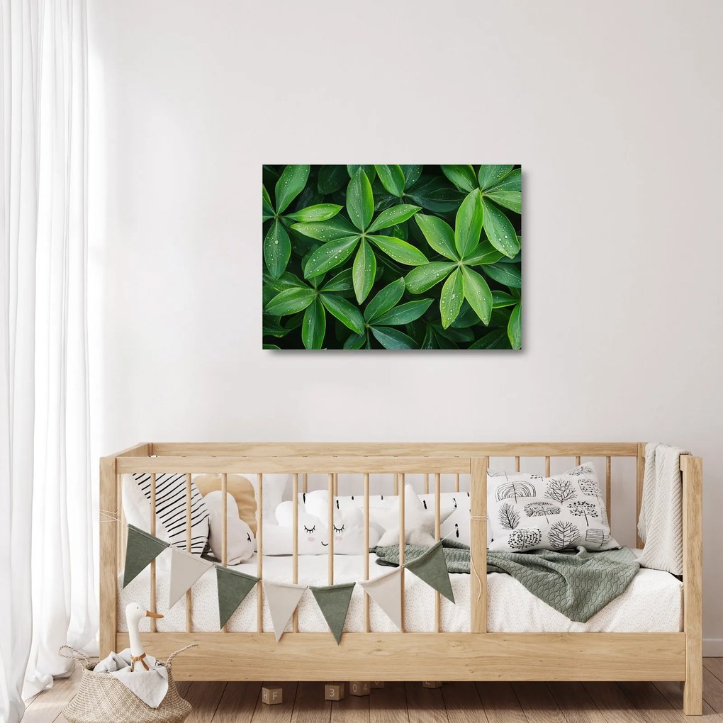 Tablou pe sticlă - Frunze cu picături de rouă (70x50 cm)