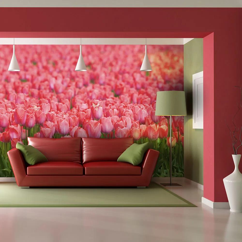 Fototapet Bimago - Spring meadow - fresh pink tulips + Adeziv gratuit 200x154 cm