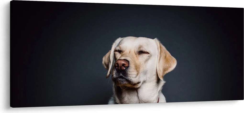 Tablou cu labrador (120x50 cm)
