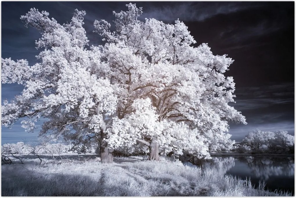 Tablou - Albă ca Zăpada Copac (90x60 cm)