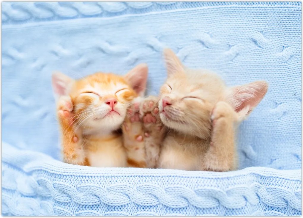 Tablou - Pisicuțe adormite (70x50 cm)