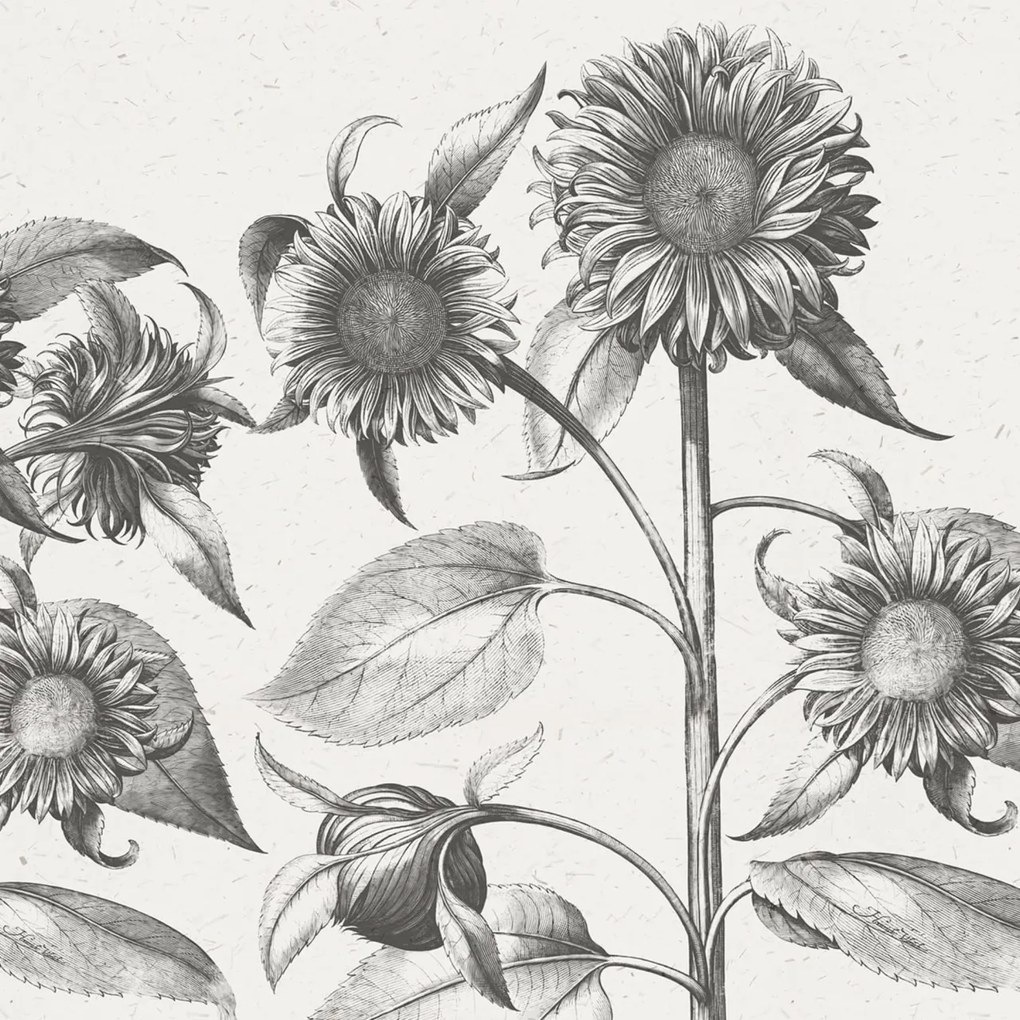 Fototapet, Sunflower, Beige, Rebel Walls