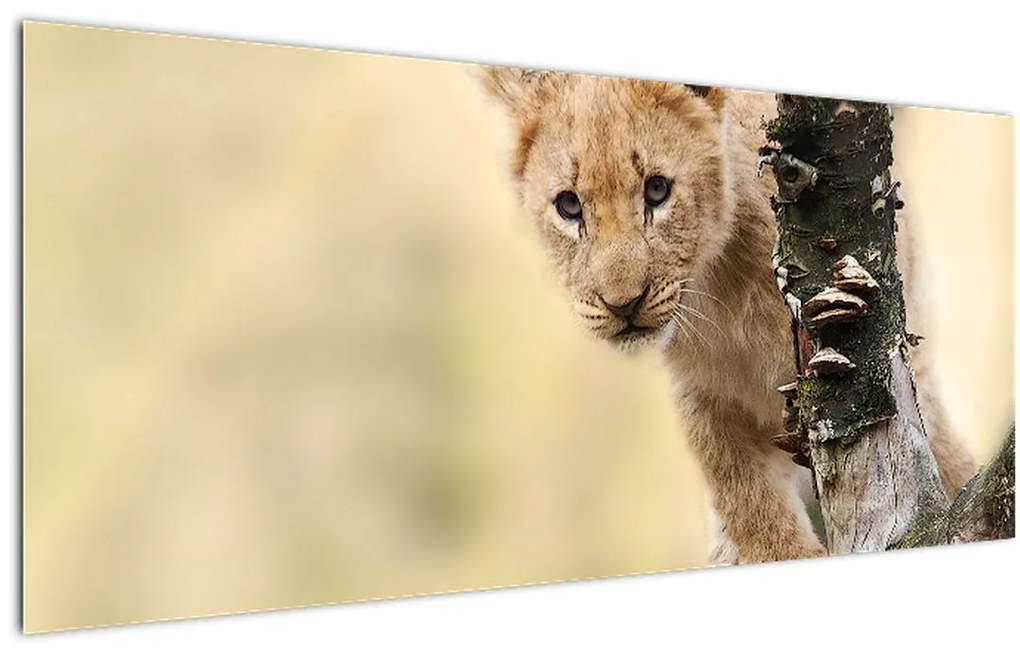 Tablou cu pui de leu (120x50 cm)