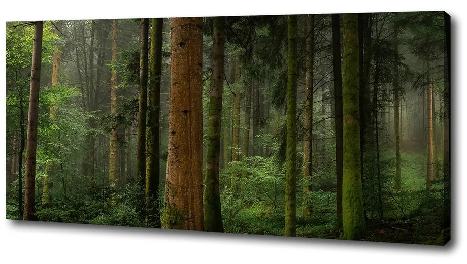 Tablou canvas Ceață în pădure