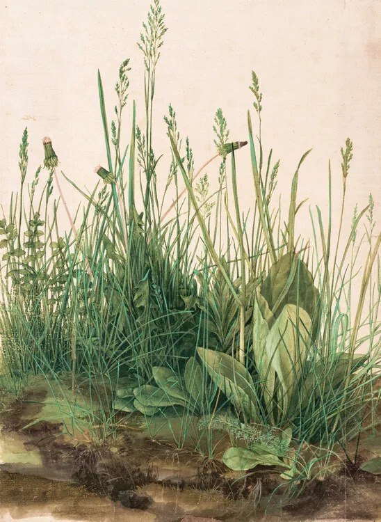 Reproducere The Great Piece of Turf (1503), Albrecht Dürer