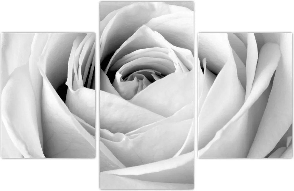 Tablou - Detailu de floare de trandafir (90x60 cm)