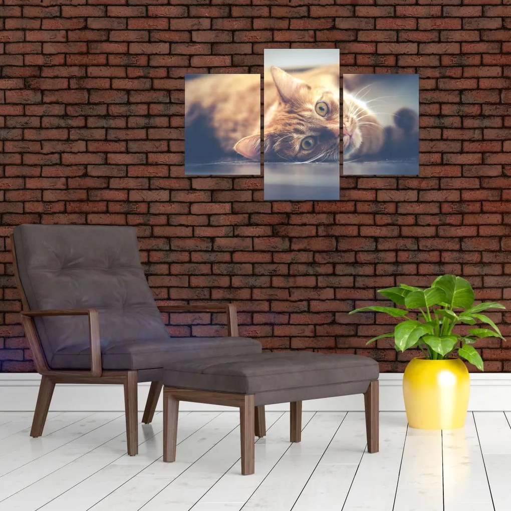 Tablou - Pisici pe podea (90x60 cm)
