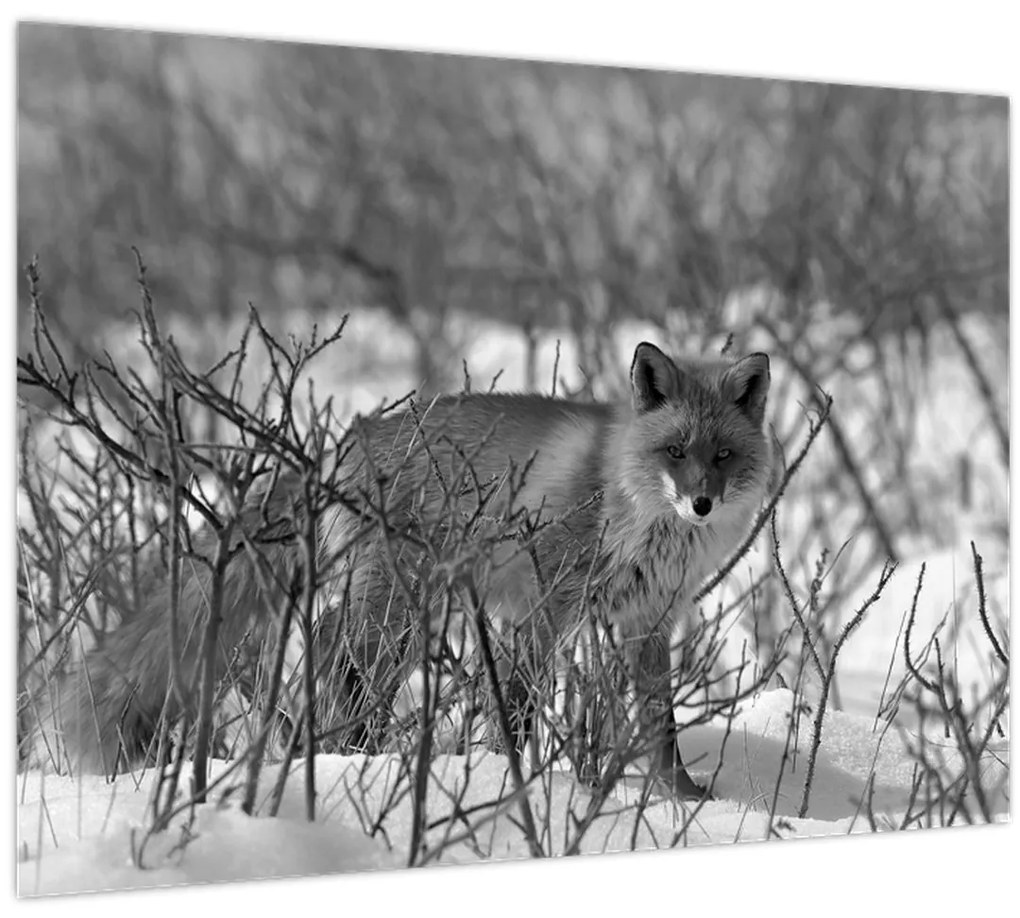 Tablou pe sticlă - Vulpe în timpul iernii (70x50 cm)