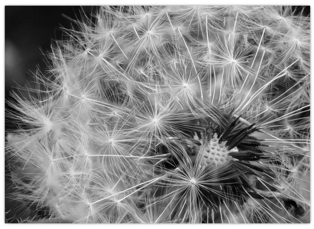 Tablou - mulțime de păpădii (70x50 cm)