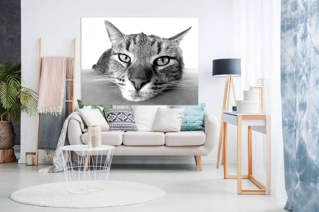Tablou Pisica - 80x50cm