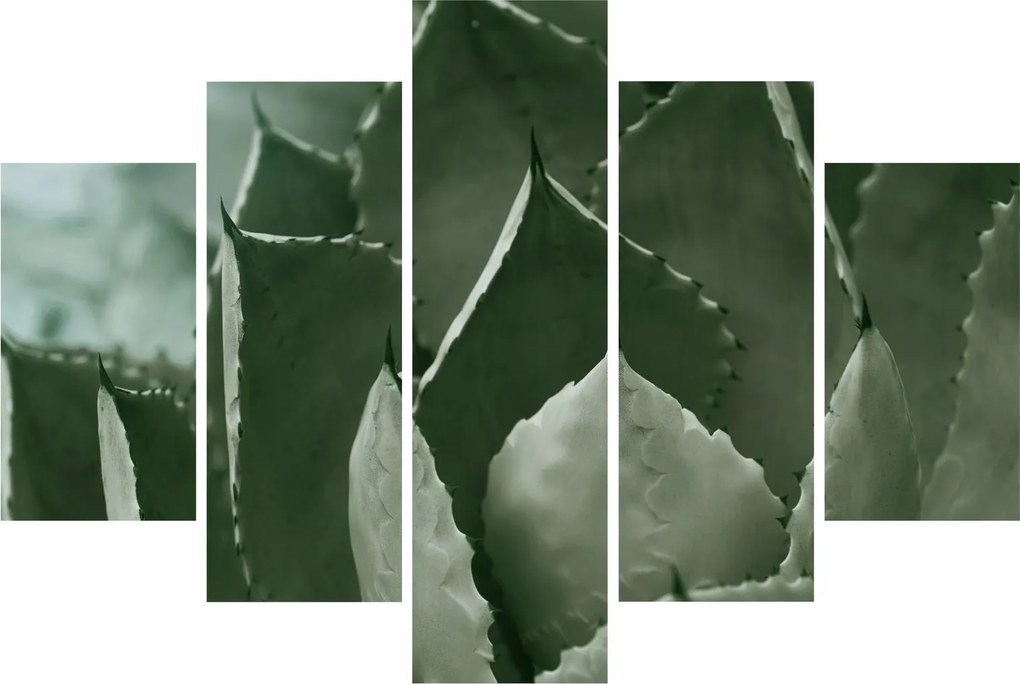 Tablou - Agave verde (150x105 cm)