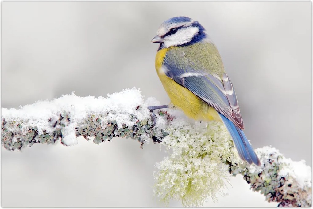 Tablou - Tit albastru în pădure (90x60 cm)