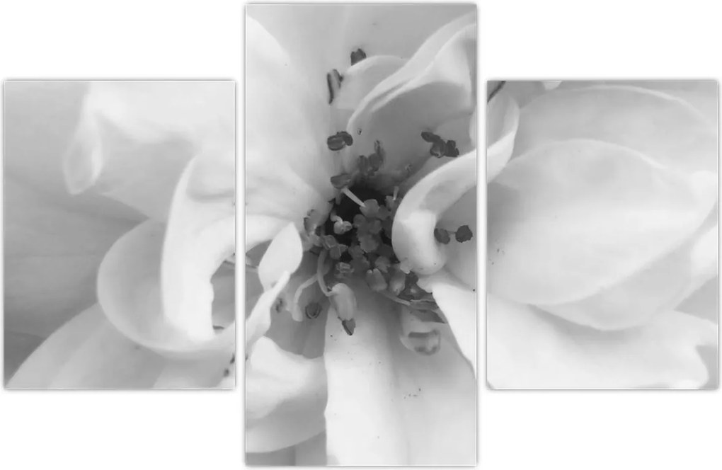 Tablou - Floare,alb-negru (90x60 cm)