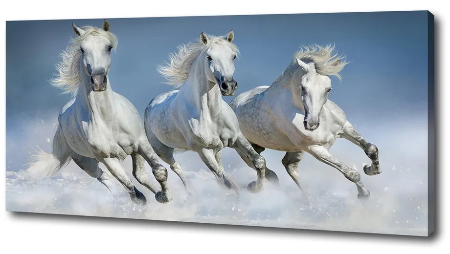 Tablou pe pânză canvas Galopantă cai