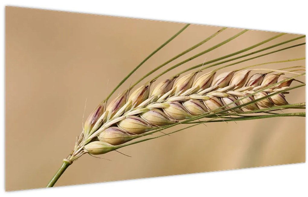 Tablou - Grâu (120x50 cm)