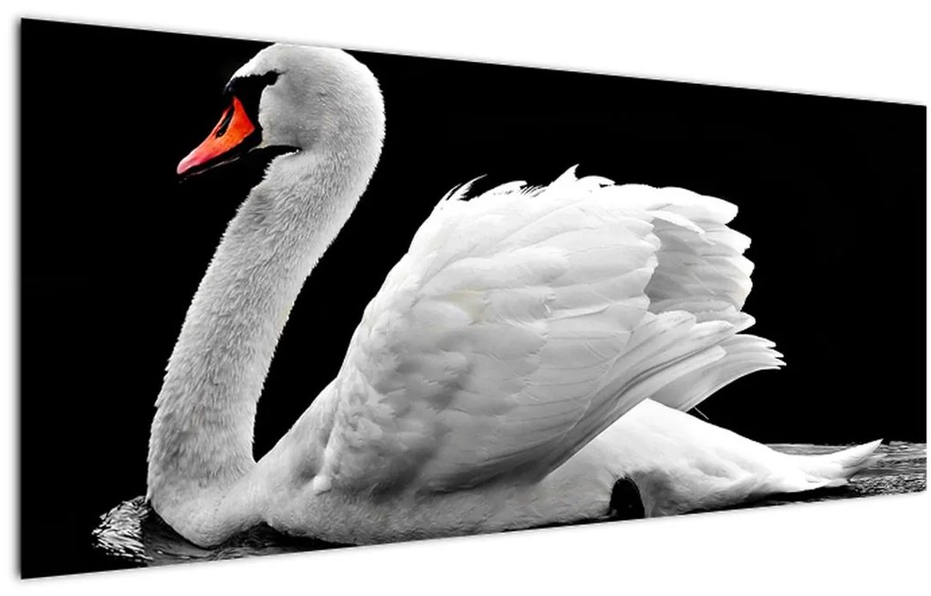 Tablou cu lebăda alb neagră (120x50 cm)