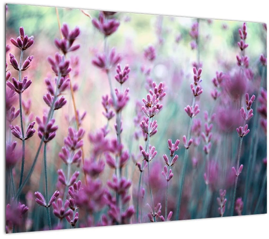 Tablou pe sticlă - Lavandă (70x50 cm)