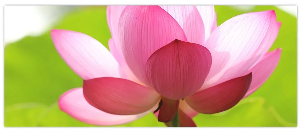 Tablou cu flori de lotus (120x50 cm)