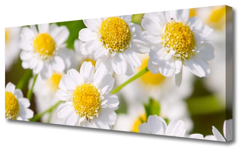 Tablou pe panza canvas Daisy Floral Galben Alb