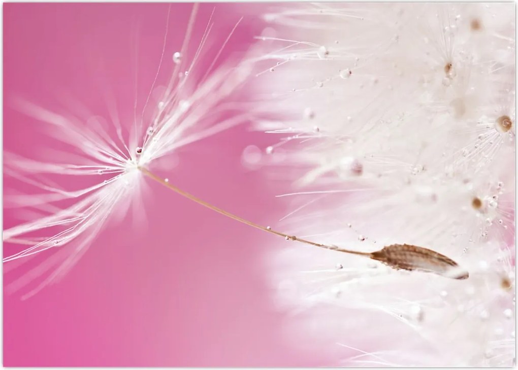 Tablou - Floare macro (70x50 cm)