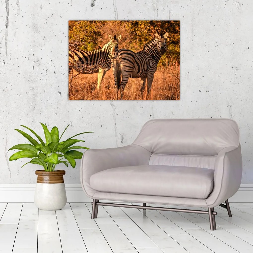 Tablou cu zebre (70x50 cm)
