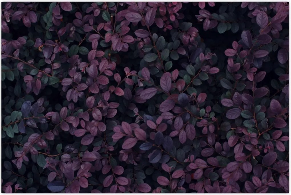 Tabou - Frunze roșu închis (90x60 cm)