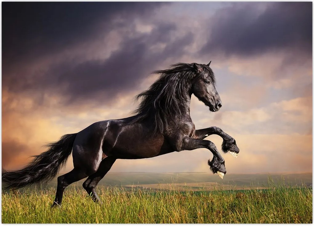 Tablou - Cai (70x50 cm)