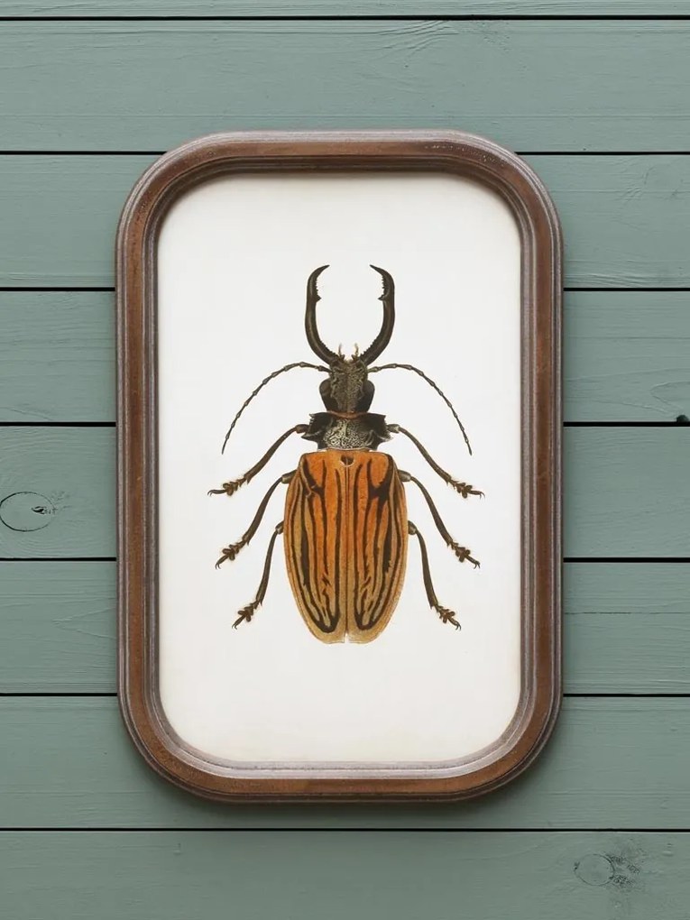 Set 9 tablouri cu insecte, cu rama din lemn de pin, Insects