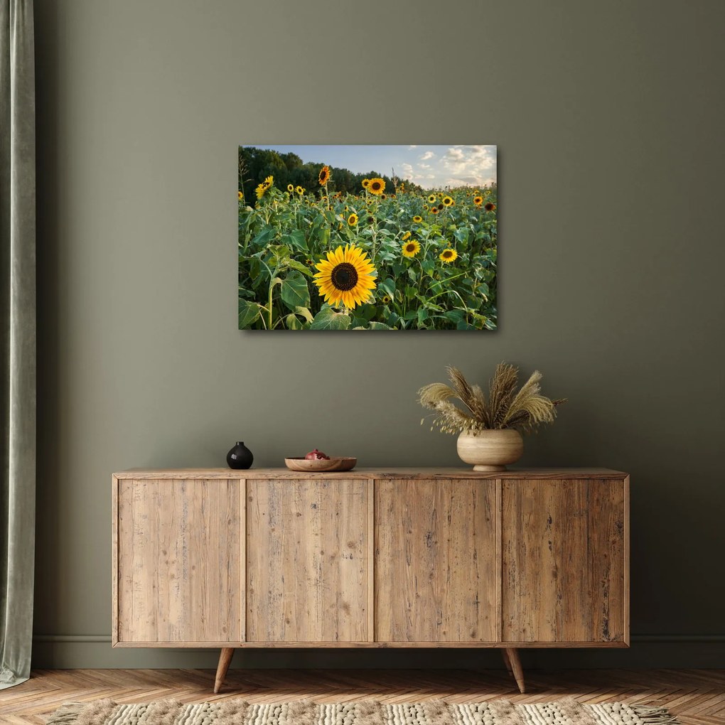 Tablou - Câmpul de floarea-soarelui II. (70x50 cm)