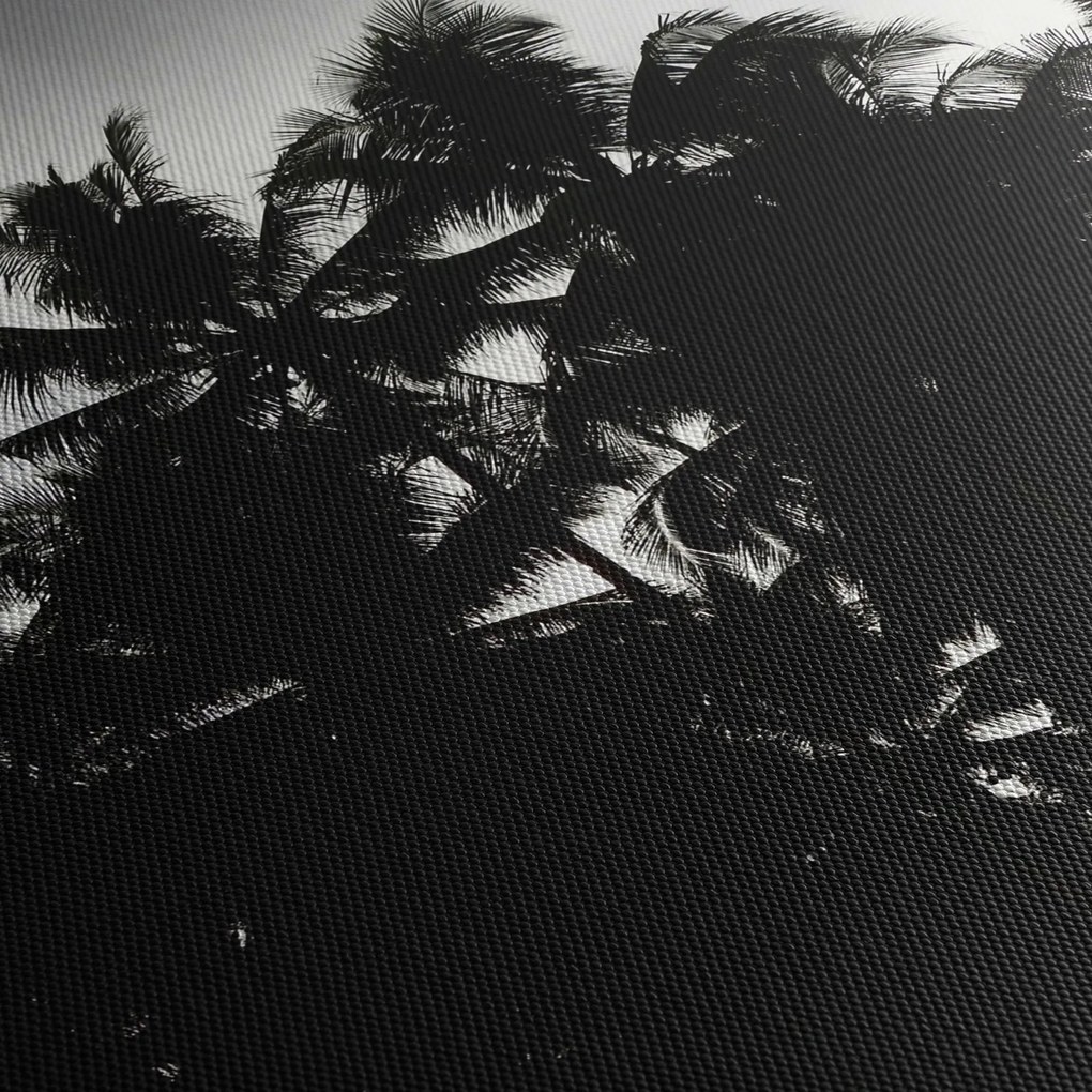 Tablou alb negru - palmieri (90x60 cm)