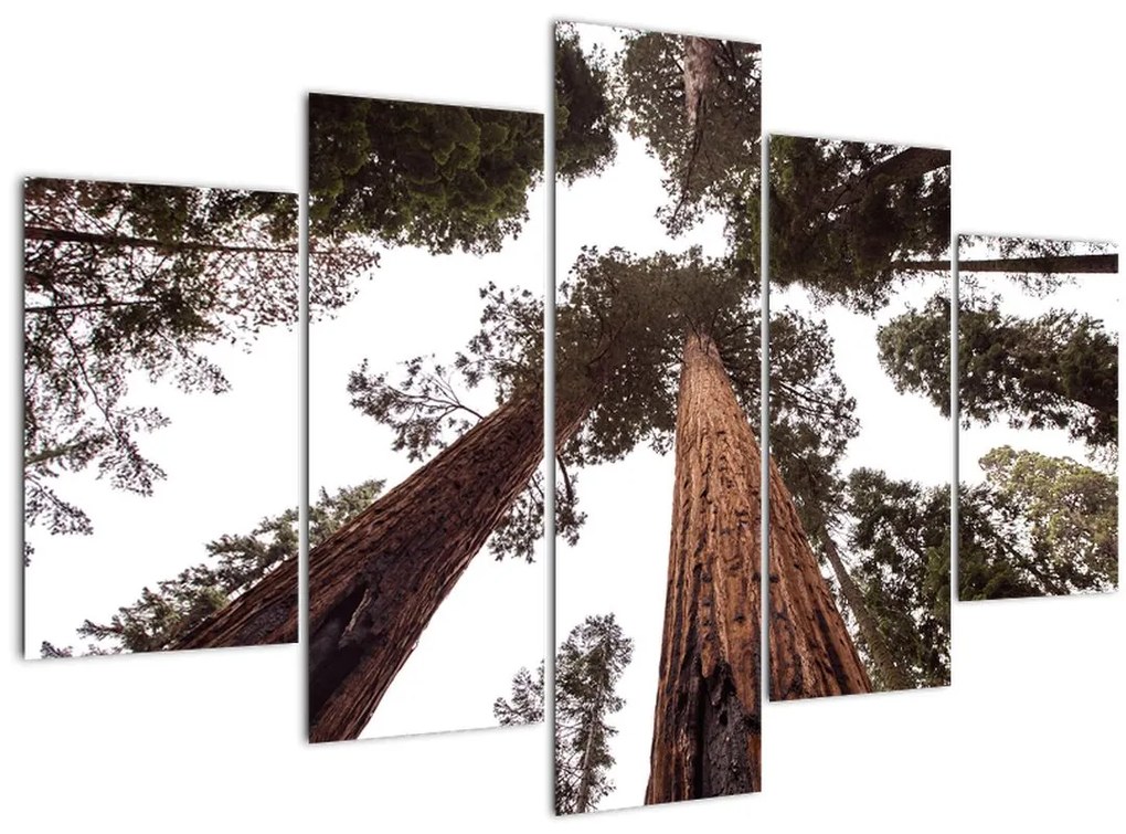 Tablou - Privire prin vârfurile copacilor (150x105 cm)