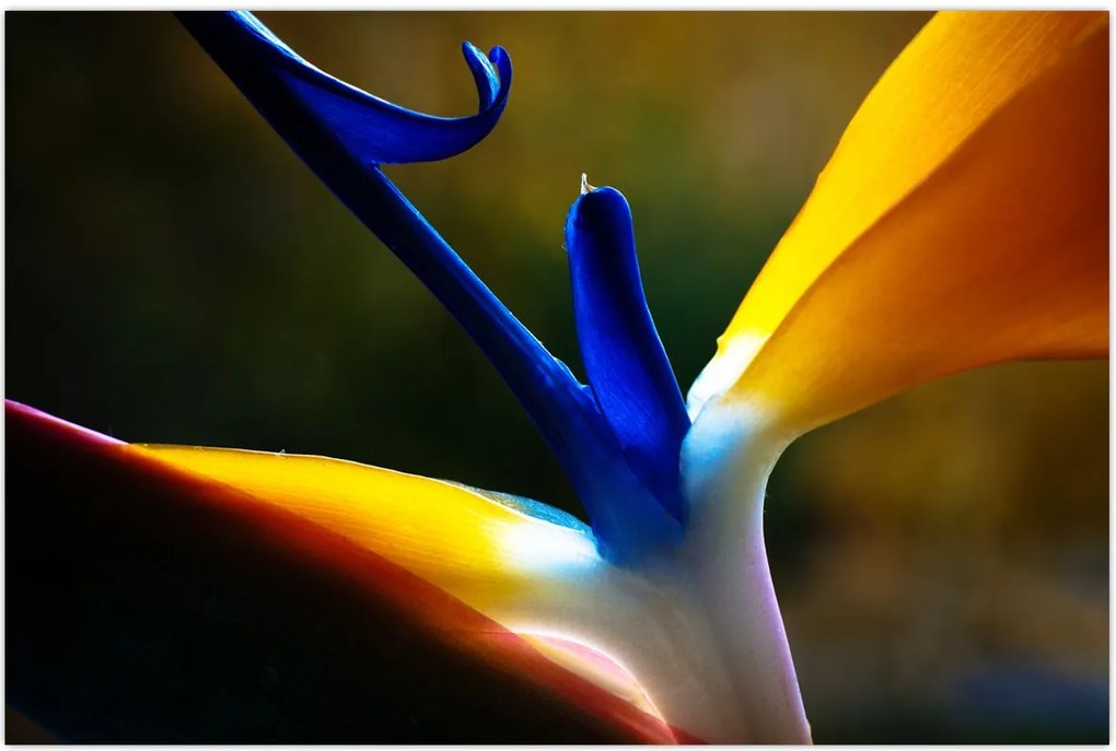 Tablou - Floare exotică (90x60 cm)