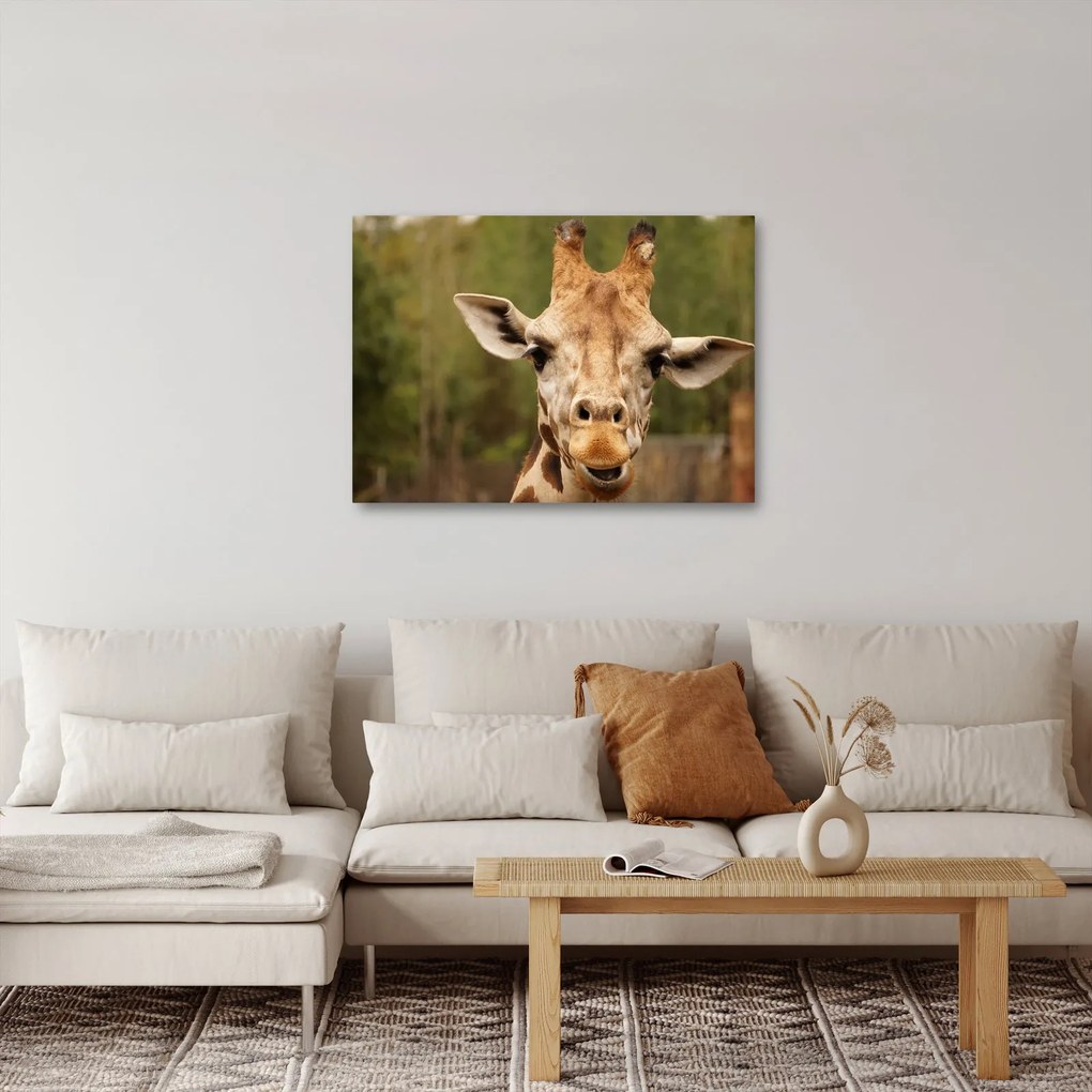 Tablou girafe (70x50 cm)